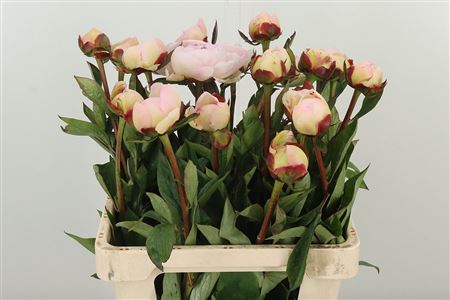 358996459_433488932_H_1-49 Pivonka Flor Nicholls Rose