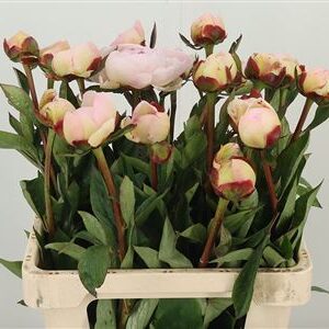 358996459_433488932_H_1-51 Pivonka Flor Nicholls Rose