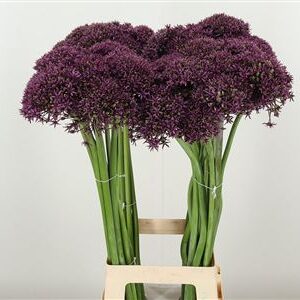Allium Miami Purple