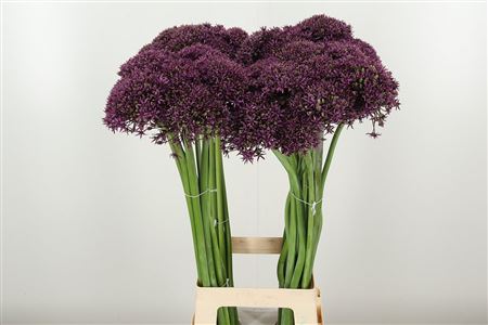 Allium Miami Purple