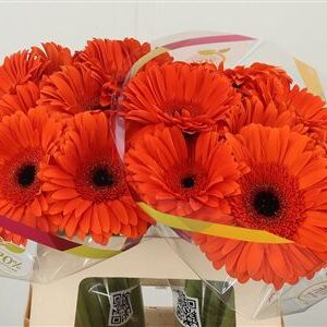 359073565_433582909_H_1-5 Gerbera Capella Aqua