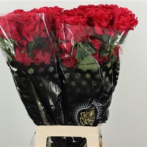 R Eq Exotic Berry