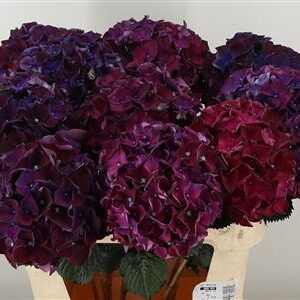359077836_433592930_H_1-50 Hortenzia M Rubyred Aubergine 50 cm