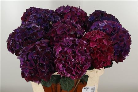 359077836_433592930_H_1-50 Hortenzia M Rubyred Aubergine 50 cm