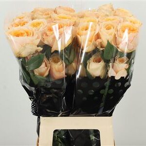 R Eq Crystal Flame