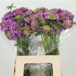 Scabiosa Bon Bon Ube Scoop Ube Milka