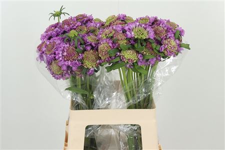 Scabiosa Bon Bon Ube Scoop Ube Milka