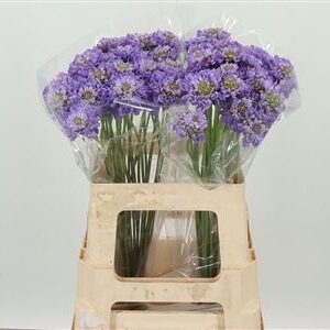 Scabiosa Lavender Scoop levanduľová