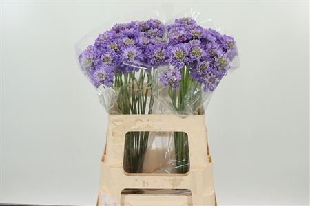 Scabiosa Lavender Scoop levanduľová