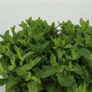 Dec Mentha