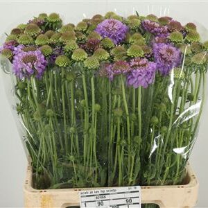 Scabiosa Lavender Scoop