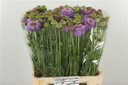 Scabiosa Lavender Scoop