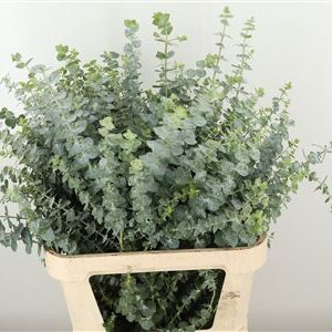 Eukalyptus Baby Blue s modrozelenými listami