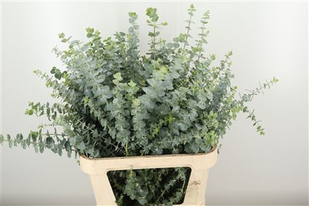 Eukalyptus Baby Blue s modrozelenými listami
