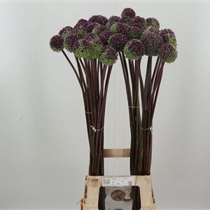Allium Summer Drummer