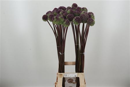 Allium Summer Drummer