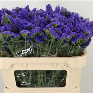 359236606_433784700_H_1-11 Limonium Pippa Wings 70 cm