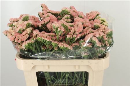 359236839_433785250_H_1-5 Limonium Peach Wings