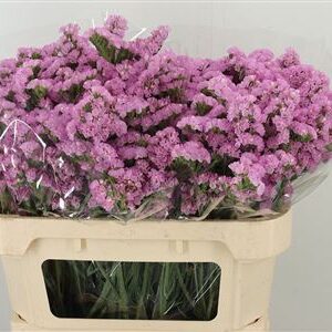 359236852_433785328_H_1-27 Limonium Fantasia Wings 75 cm