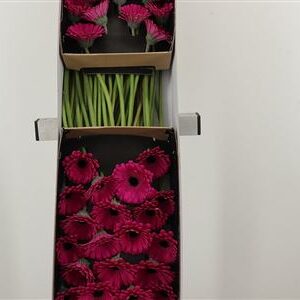 359246320_433801182_H_1-8 Gerbera Ge Mi Aq Anna 50 cm