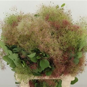 Dymovník Smoke Bush s jemnými pernatými súkvetiami