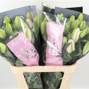 359250398_433809573_H_1-2 Dvojitá Ružová Ľalia Anouska 75 cm