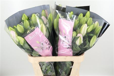 Dvojitá Ružová Ľalia Anouska 75 cm
