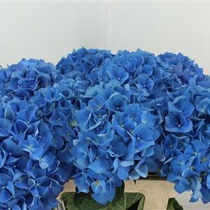 359253151_433814401_H_1-41 Hortenzia macrophylla Pimpernel Blue