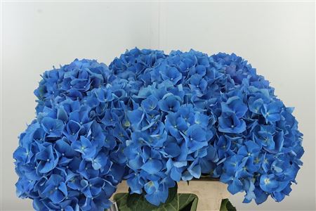 359253151_433814401_H_1-41 Hortenzia macrophylla Pimpernel Blue
