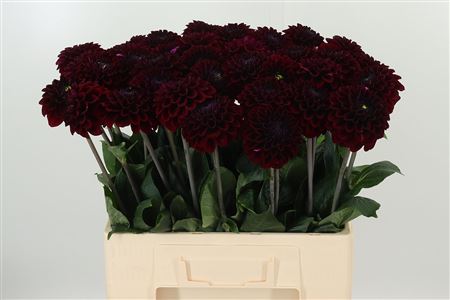 359260861_433826055_H_1-46 Pivóniová georgína Pp Purple Fox s plnými fialovými kvetmi na stonke