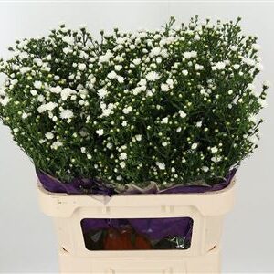 Biela aster Cassy White