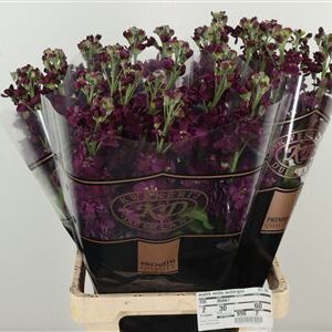 359298154_433868203_H_1-1 Matthiola Milla Aubergine 75 cm