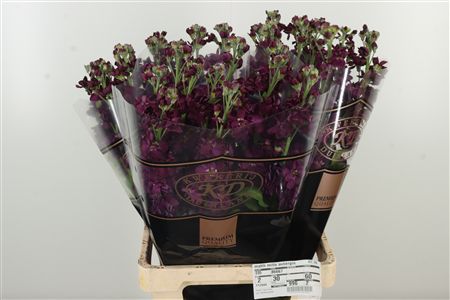 359298154_433868203_H_1-2 Matthiola Milla Aubergine 75 cm