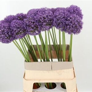 Allium Ambassador