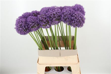 Allium Ambassador
