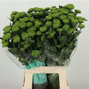 359299651_433870104_H_1-6 Chryzantéma Thor Deligreen 70 cm