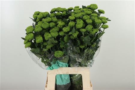359299651_433870104_H_1-6 Chryzantéma Thor Deligreen 70 cm