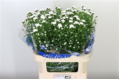 359307286_433878797_H_1-17 Biela aster Cassy White