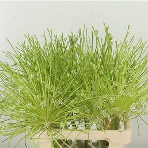 359316878_433891389_H_1-5 Allium Sphaerocephalon 70 cm
