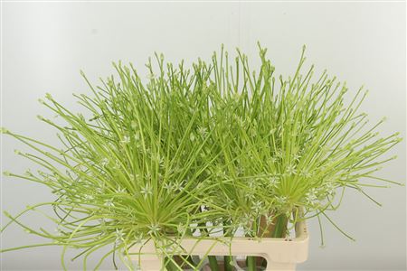 359316878_433891389_H_1-5 Allium Sphaerocephalon 70 cm