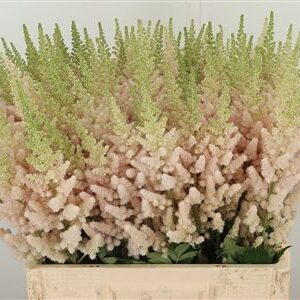 359316880_433891424_H_1-17 Astilbe China Vissions Inferno