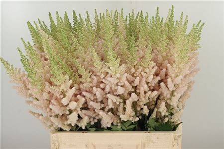 359316880_433891424_H_1-17 Astilbe China Vissions Inferno 60 cm