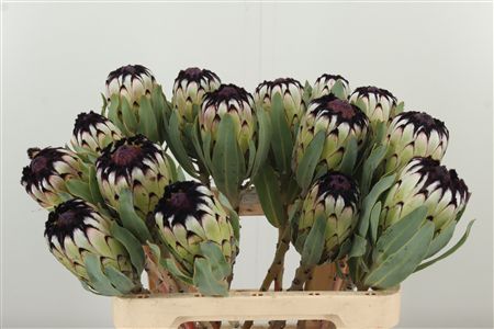 359369006_433963084_H_1-92 Protea Niobe rezaný kvet