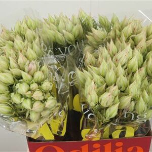 359369011_433963089_H_1-60 Serruria Blushing Bride White 60 cm
