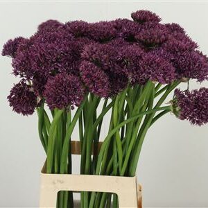 Okrasný cesnak Allium Firmament s guľovitými fialovými kvetmi na dlhej stonke
