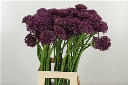 Okrasný cesnak Allium Firmament s guľovitými fialovými kvetmi na dlhej stonke