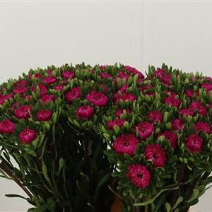 Astra Callis Cerise 45 cm