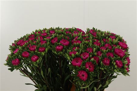 359379000_433975209_H_1-7 Astra Callis Cerise 45 cm