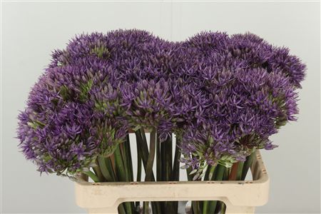 Okrasný cesnak Allium Jackpot s guľovitým fialovým súkvetím na stonke