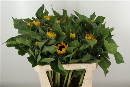 359379837_433976761_H_1-43 Slnečnica Sunrich Orange s výraznými oranžovými lupeňmi a tmavým stredom